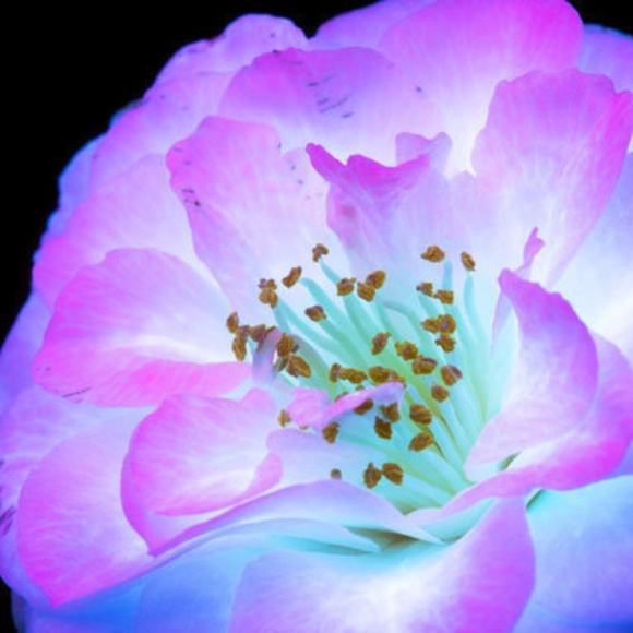 Meet your Posher, Chambers - Picture 1 of 2